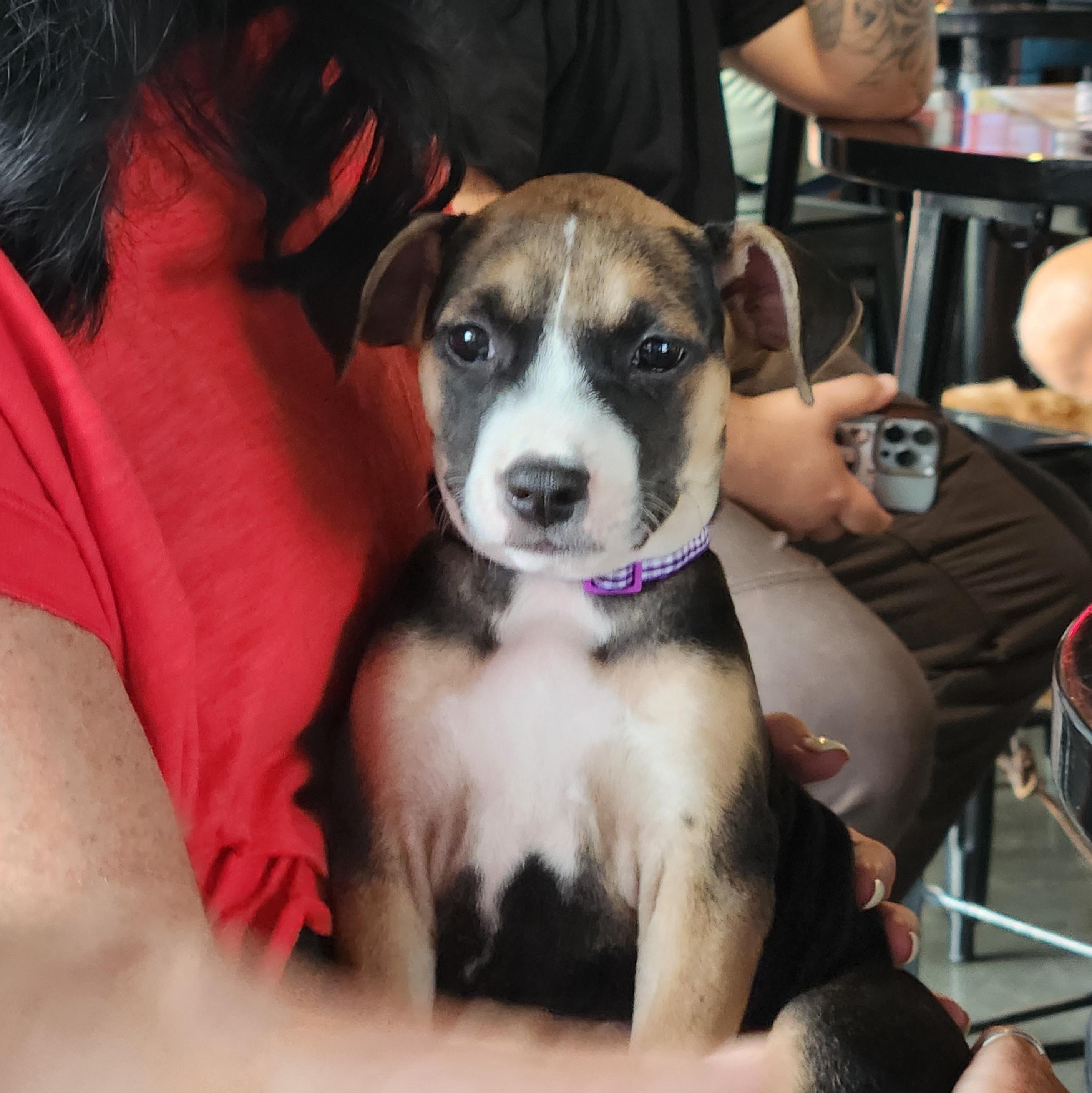 Mercy Warren, a Adoptable mixed breed in Buford, GA image 4/6