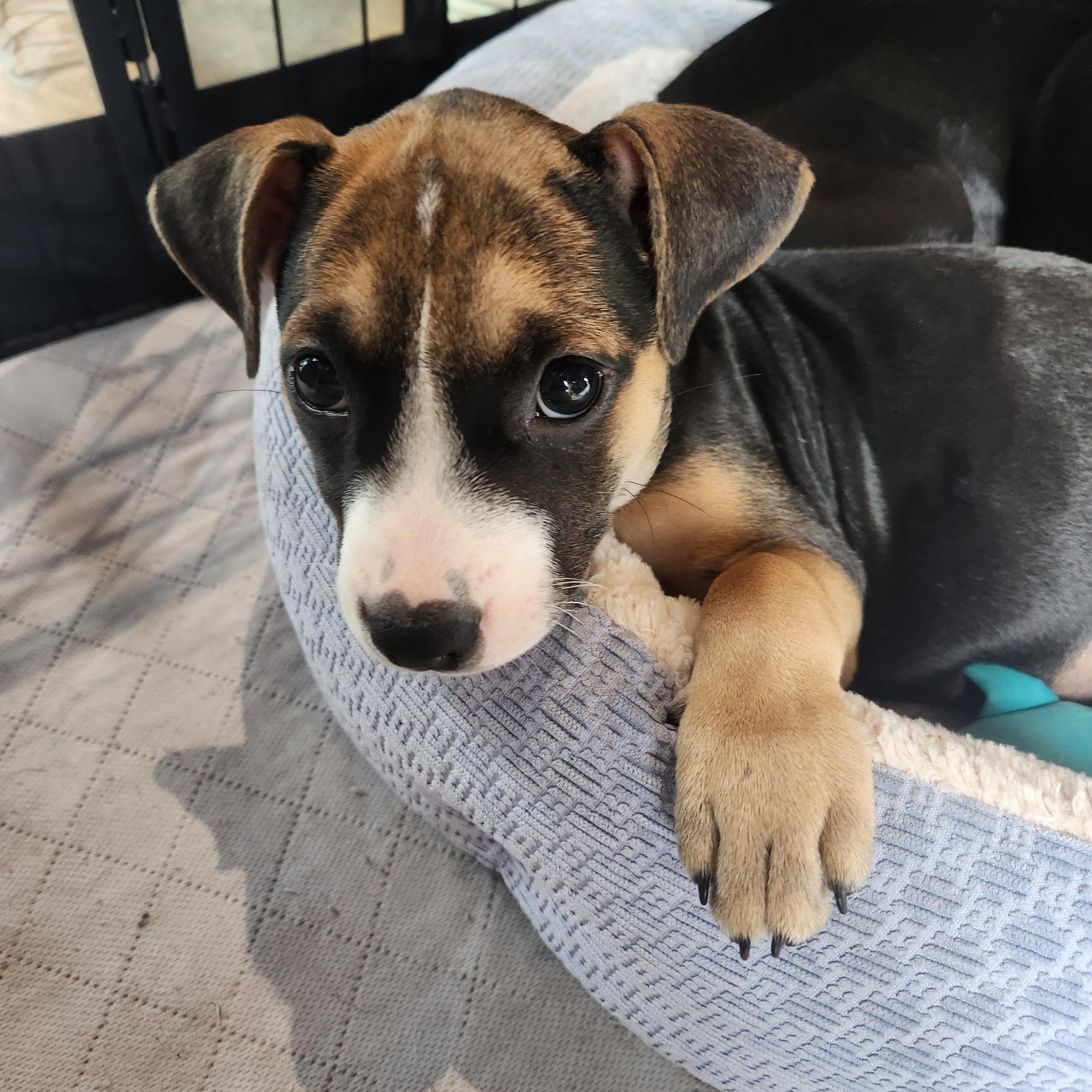 Mercy Warren, a Adoptable mixed breed in Buford, GA image 3/6