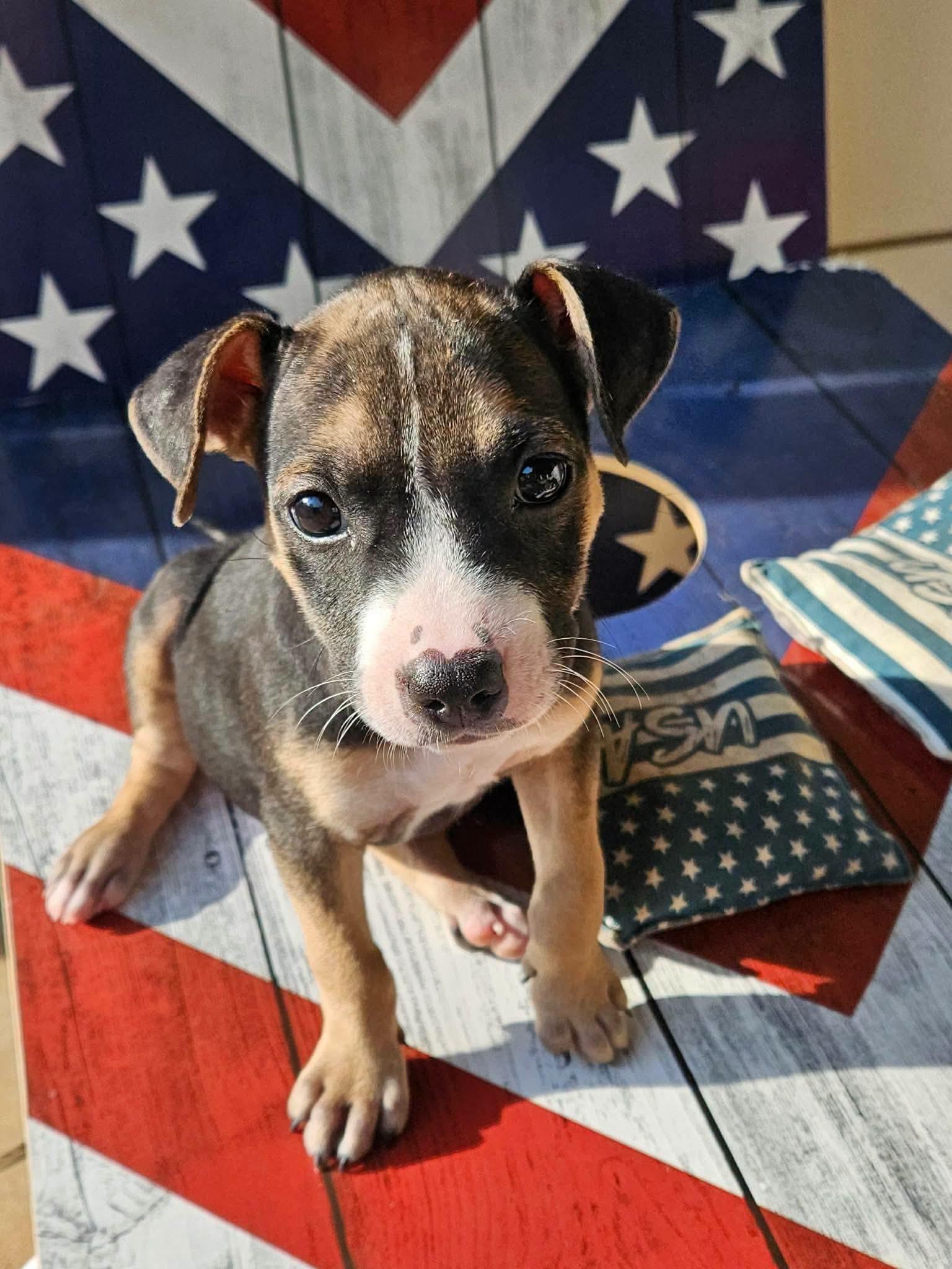 Mercy Warren, Adoptable, Puppy Female Mixed Breed.