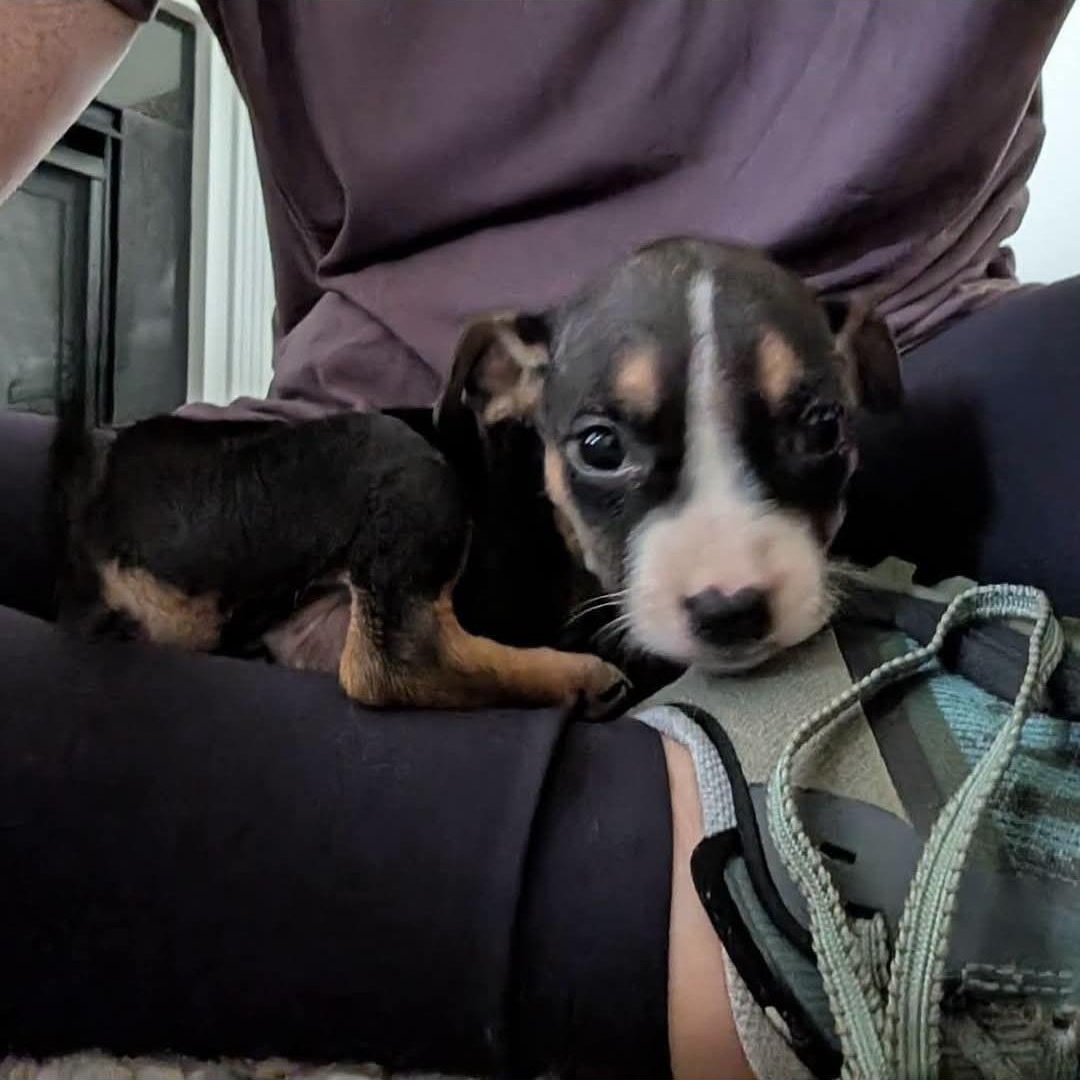 Mercy Warren, a Adoptable mixed breed in Buford, GA image 6/6