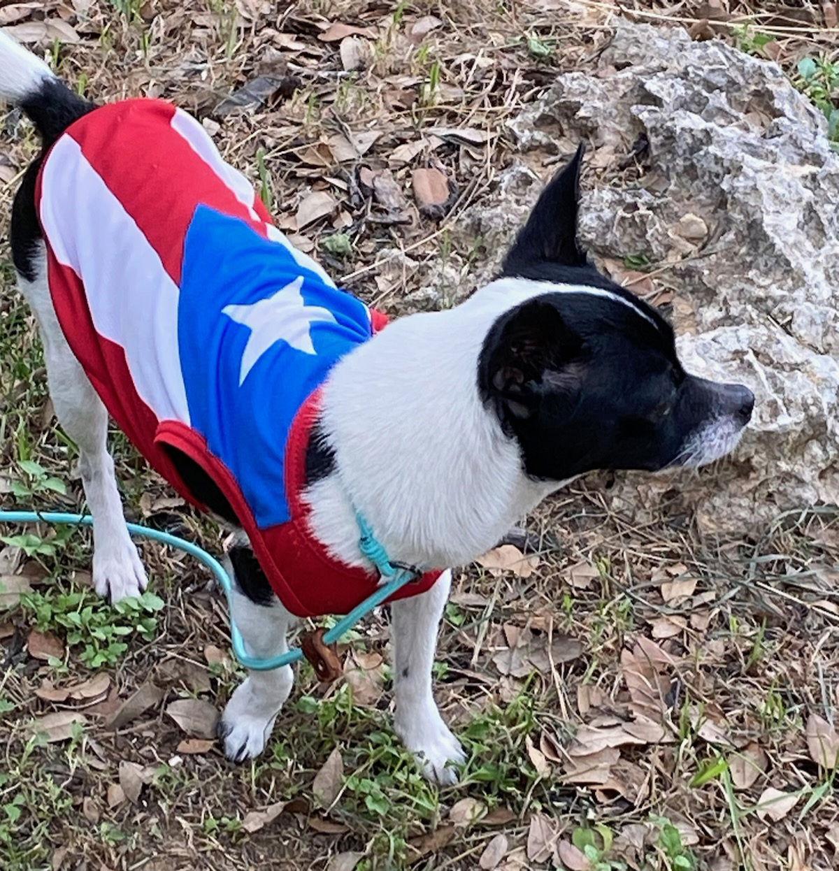 Enlarge Clara Bow, a Adopted Chihuahua in San Antonio, TX image 1/3