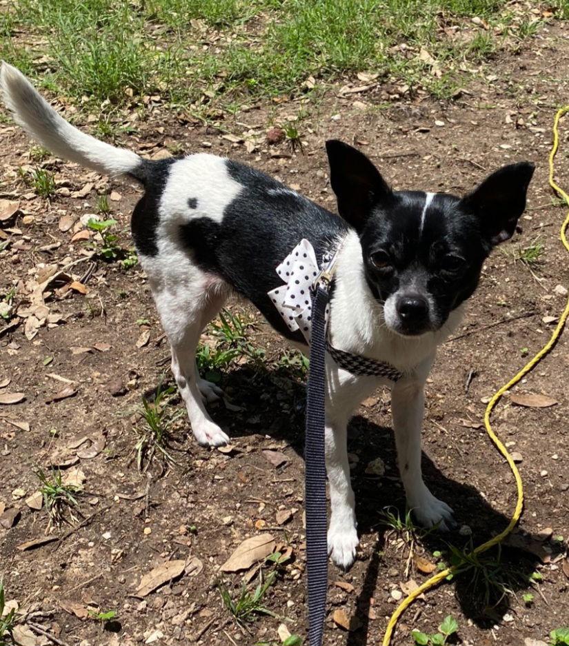 Enlarge Clara Bow, a Adopted Chihuahua in San Antonio, TX image 2/3
