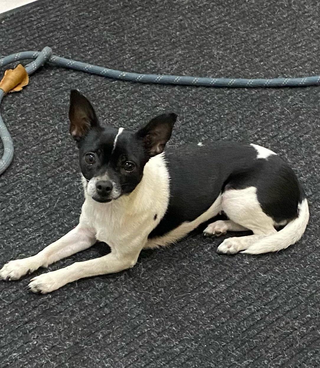 Enlarge Clara Bow, a Adopted Chihuahua in San Antonio, TX image 3/3