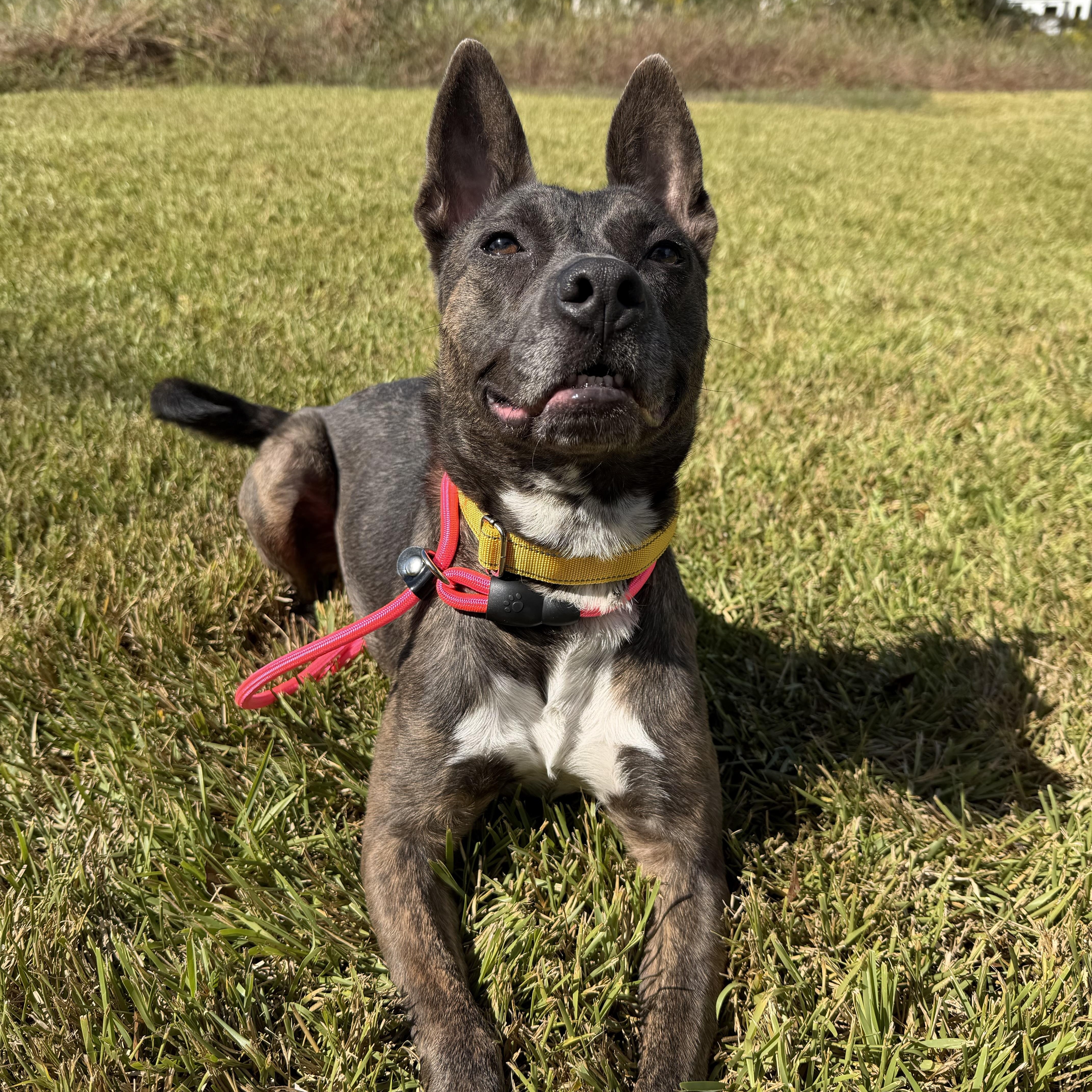 Enlarge Raja, a Adoptable mixed breed in Monroe, NY image 3/6