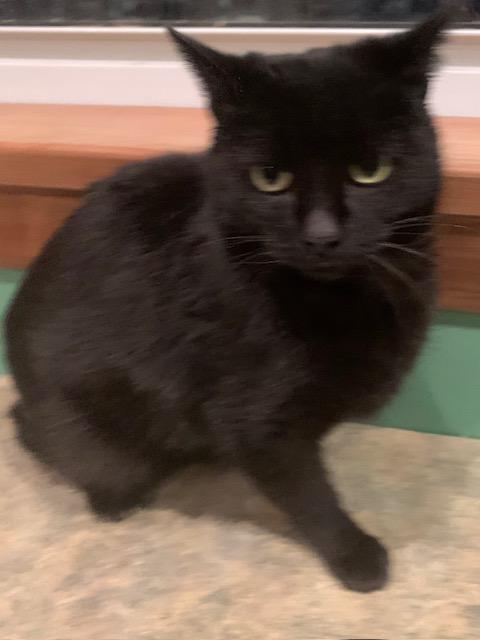 Kanda, ADOPTABLE, Young Female Domestic Short Hair.