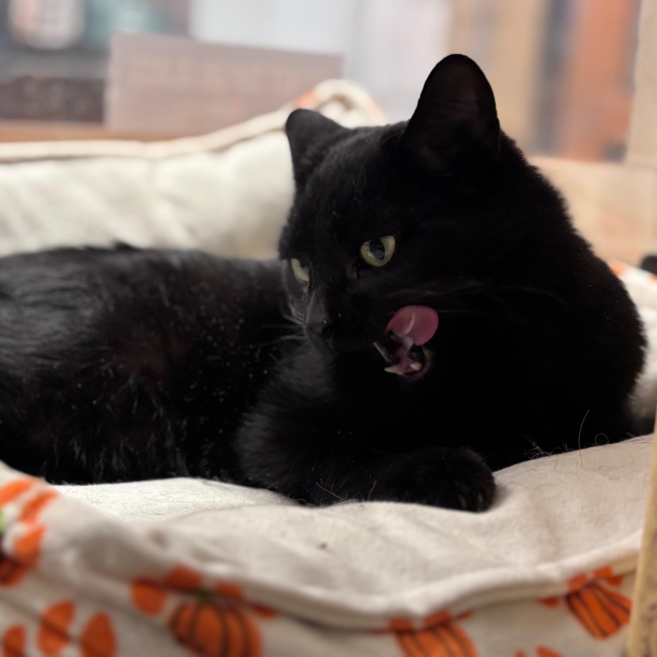 Enlarge Kanda, a ADOPTABLE Domestic Short Hair in Scarborough, ON image 4/4
