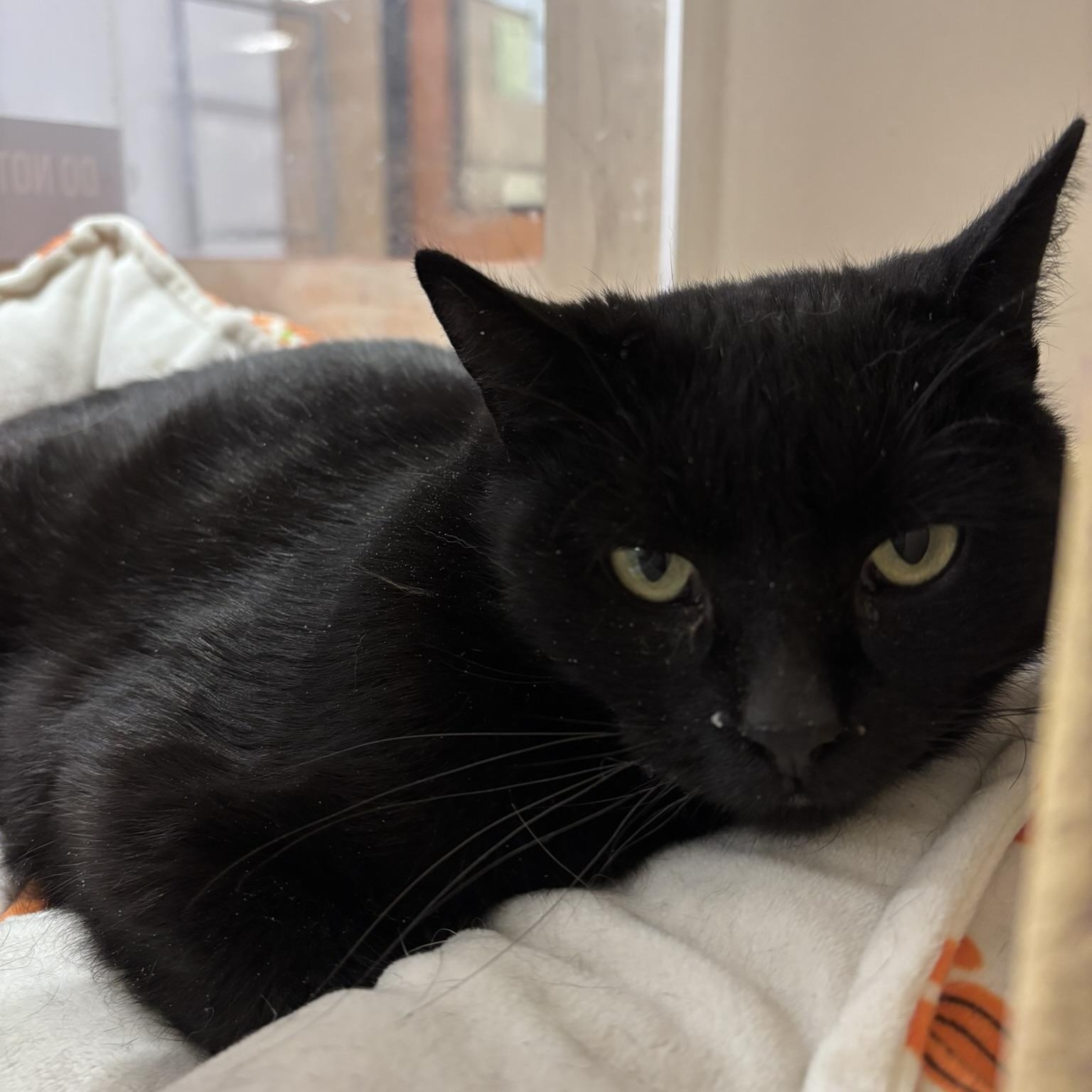 Enlarge Kanda, a ADOPTABLE Domestic Short Hair in Scarborough, ON image 2/4