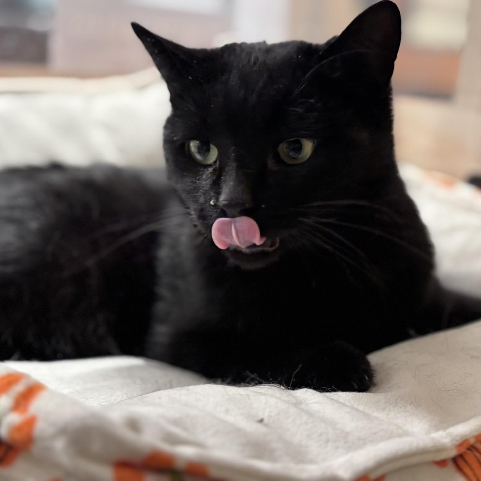 Kanda, ADOPTABLE, Young Female Domestic Short Hair.