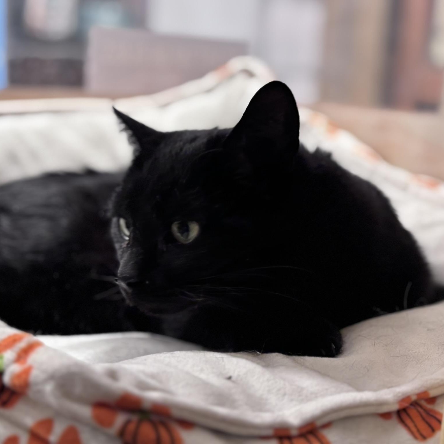 Enlarge Kanda, a ADOPTABLE Domestic Short Hair in Scarborough, ON image 3/4