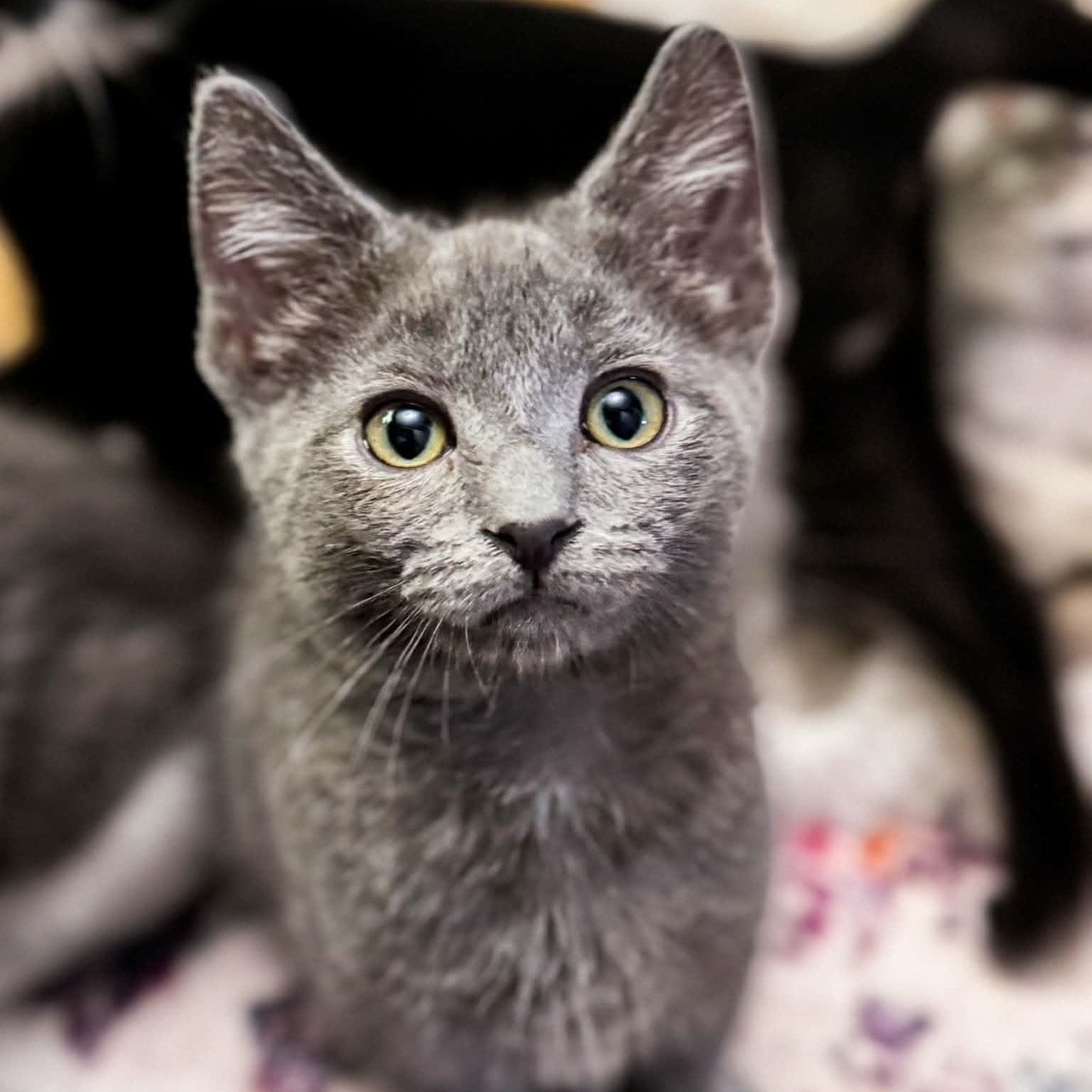 Rocky, adopted, Kitten Male Domestic Short Hair.
