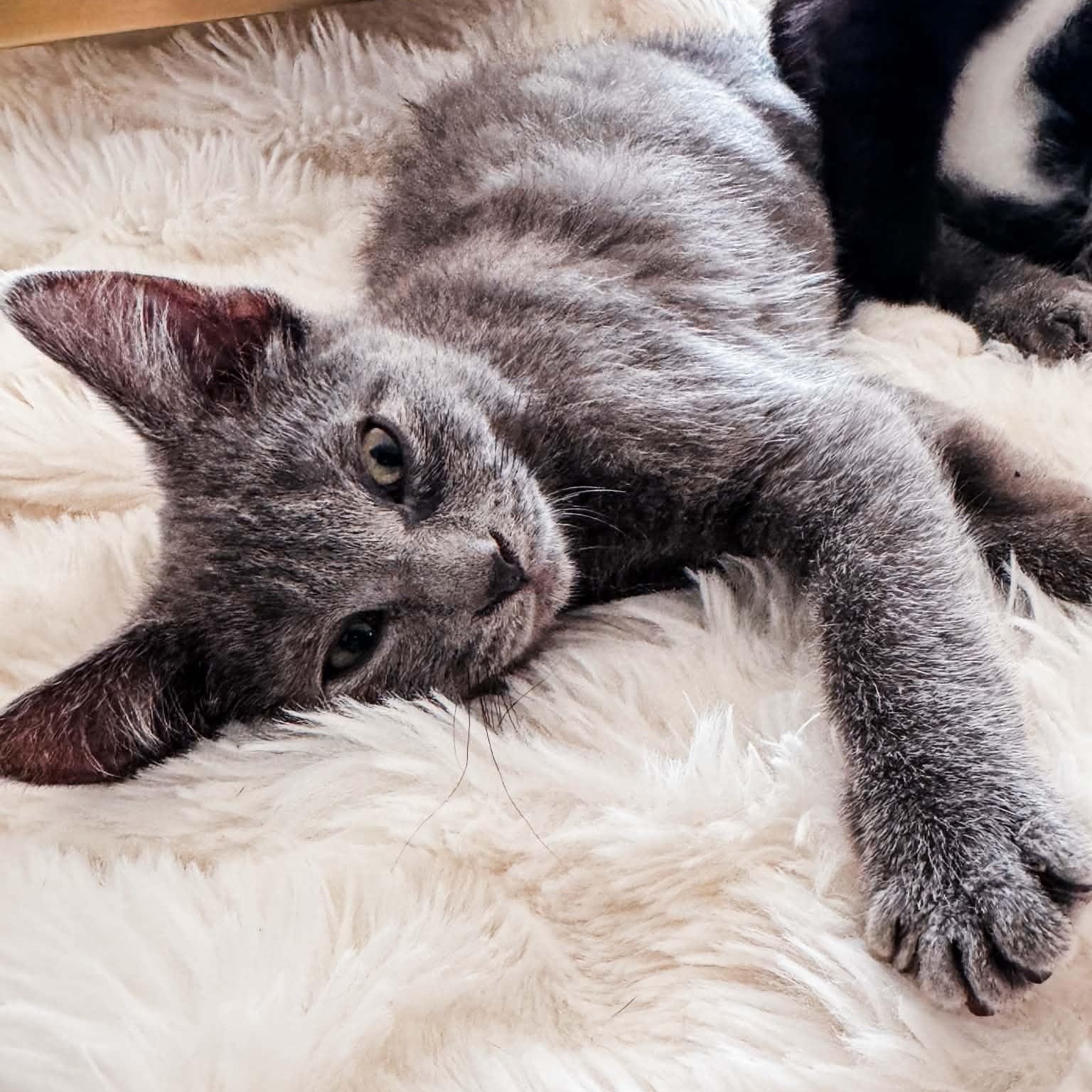 Enlarge Rocky, an adopted Domestic Short Hair in Kentwood, MI image 2/6