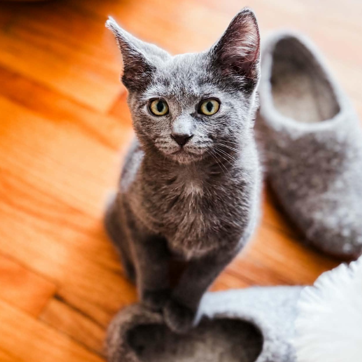 Enlarge Rocky, an adopted Domestic Short Hair in Kentwood, MI image 3/6