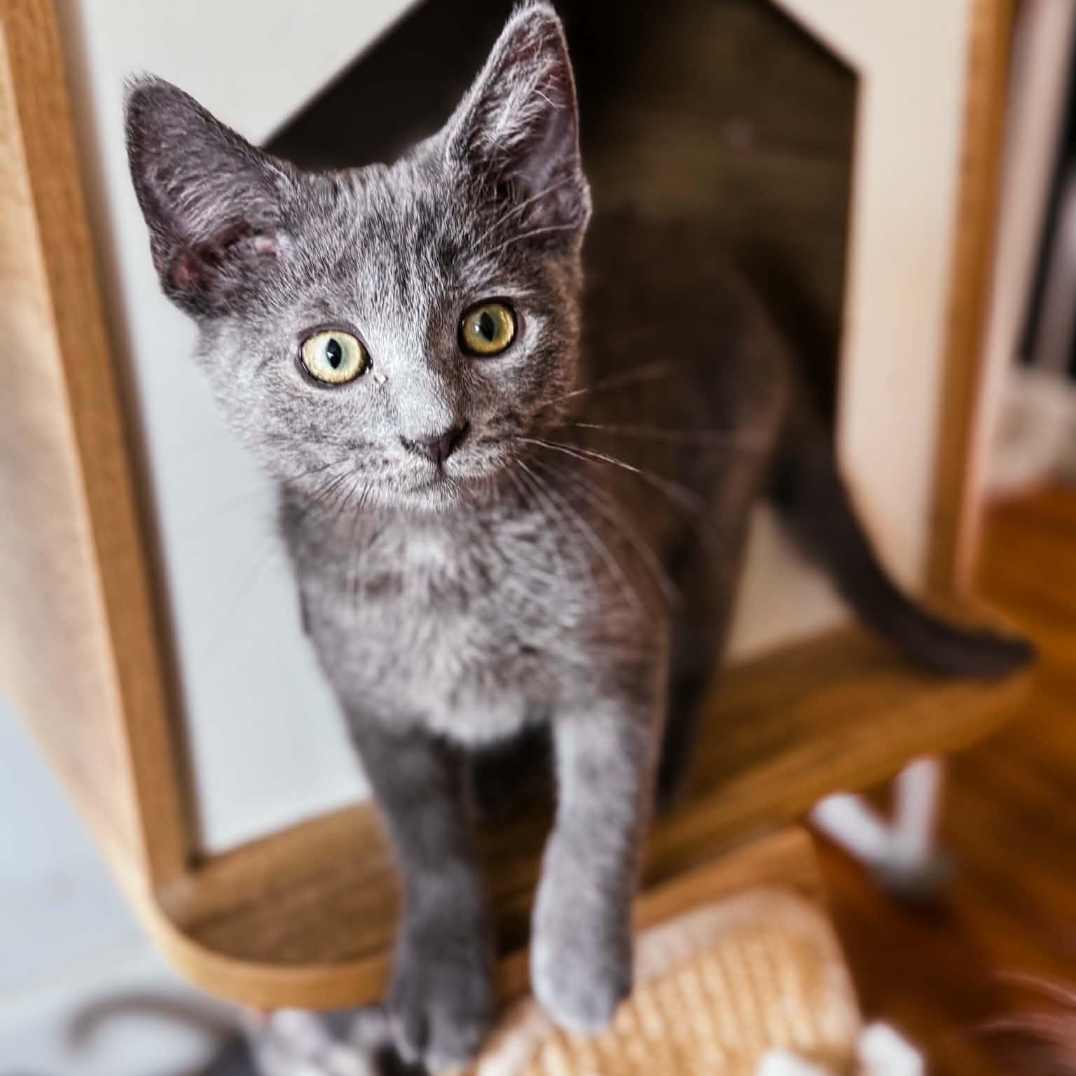 Enlarge Rocky, an adopted Domestic Short Hair in Kentwood, MI image 4/6