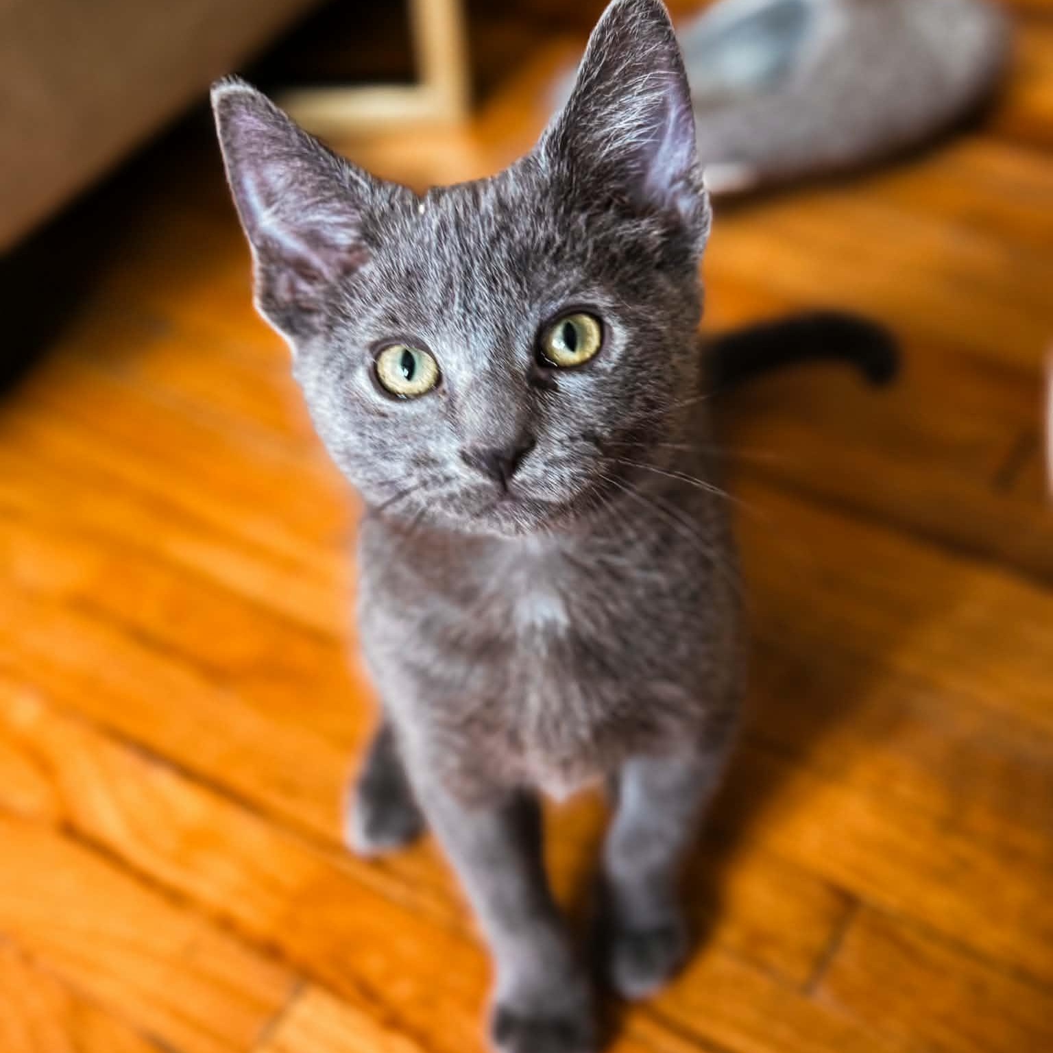 Enlarge Rocky, an adopted Domestic Short Hair in Kentwood, MI image 6/6