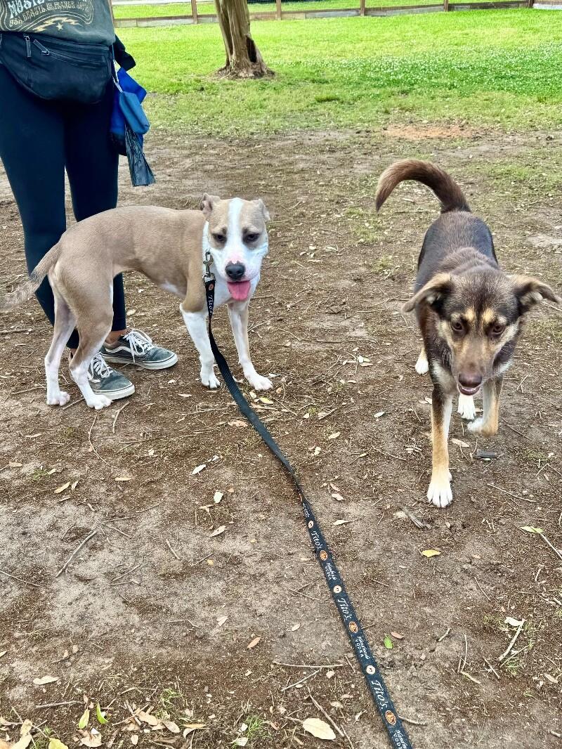 Speckles Pocket Sized Smiling Pittie Girl 4