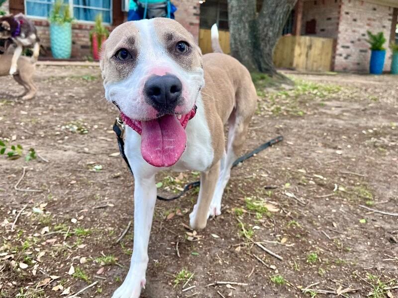 Speckles Pocket Sized Smiling Pittie Girl 2