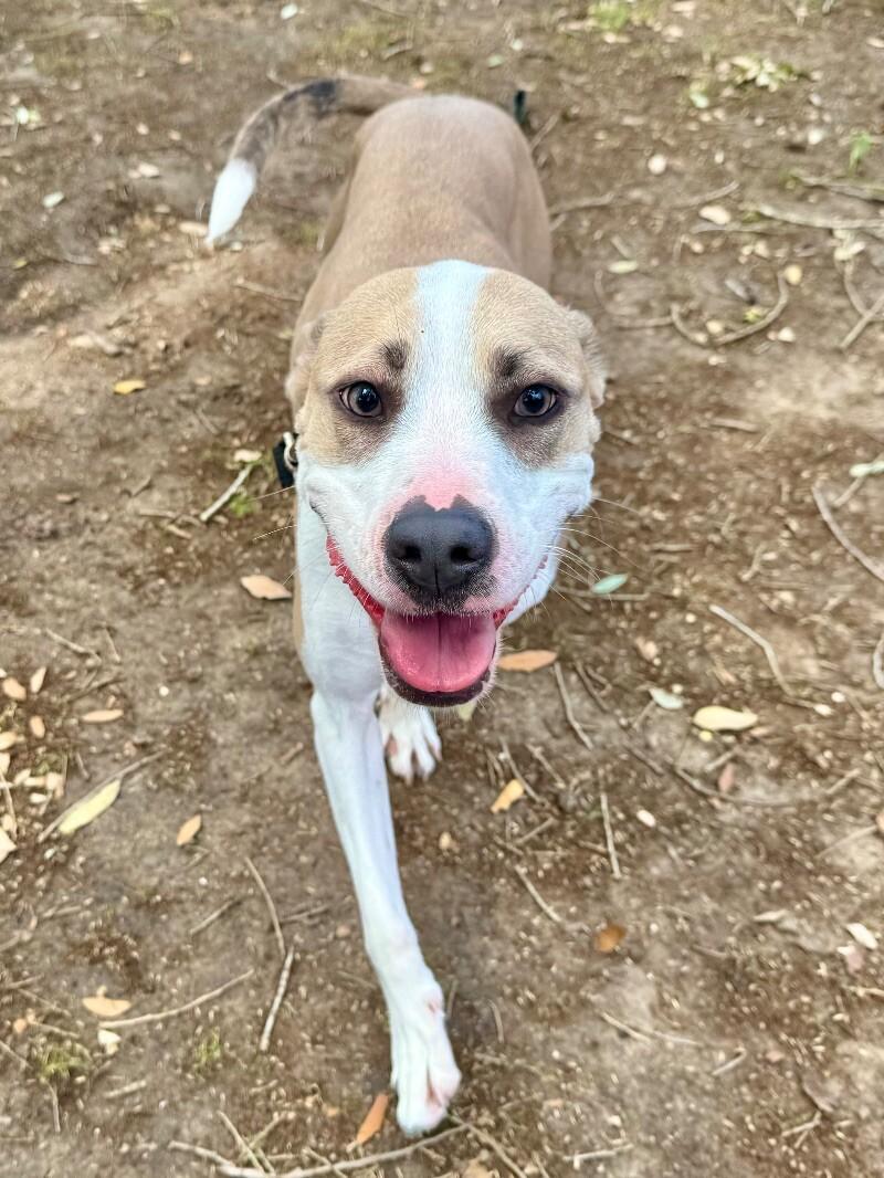 Speckles Pocket Sized Smiling Pittie Girl 5