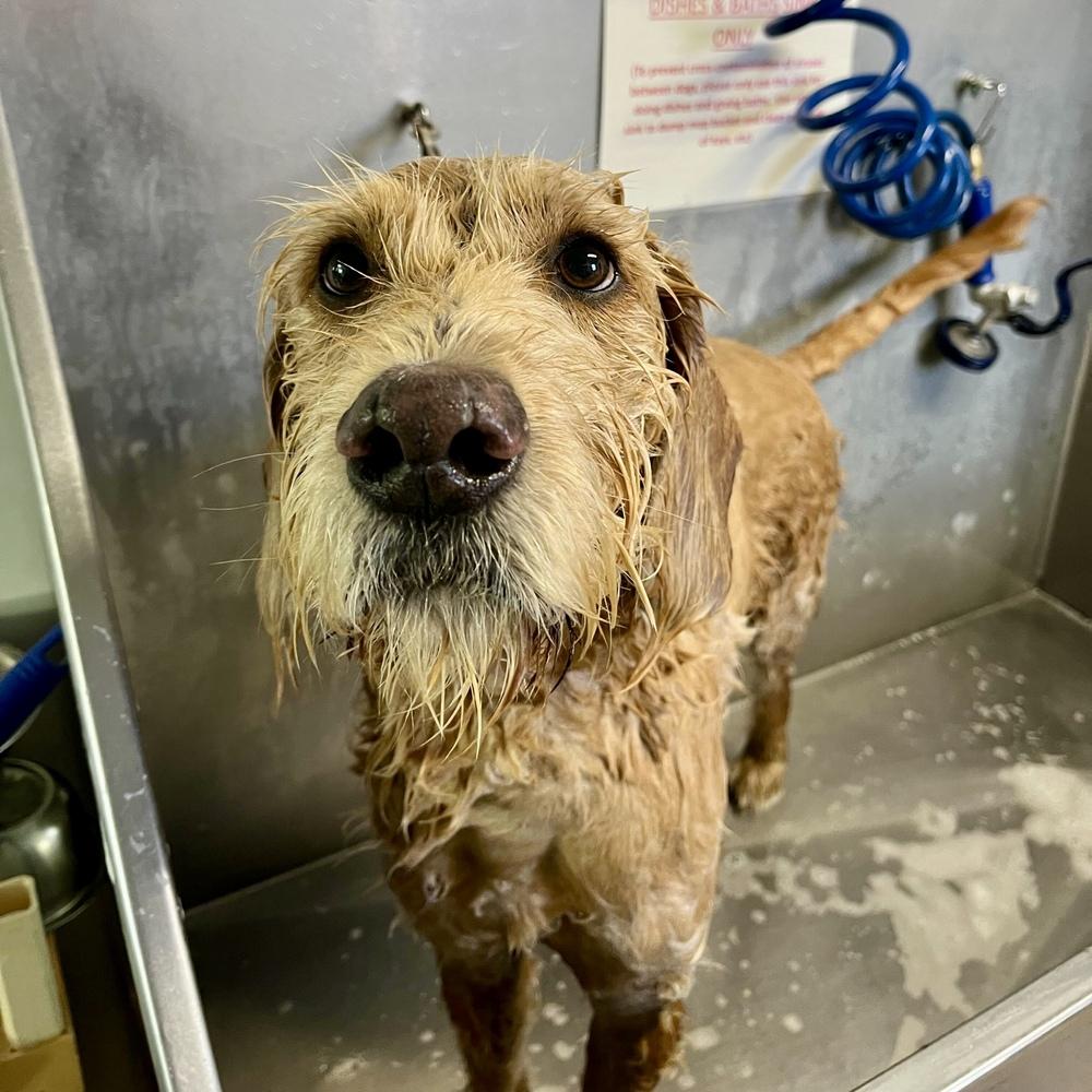 Max, a Adoptable mixed breed in Hurricane, UT image 3/6