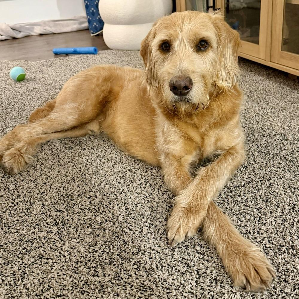 Max, Adoptable, Adult Male Golden Retriever.