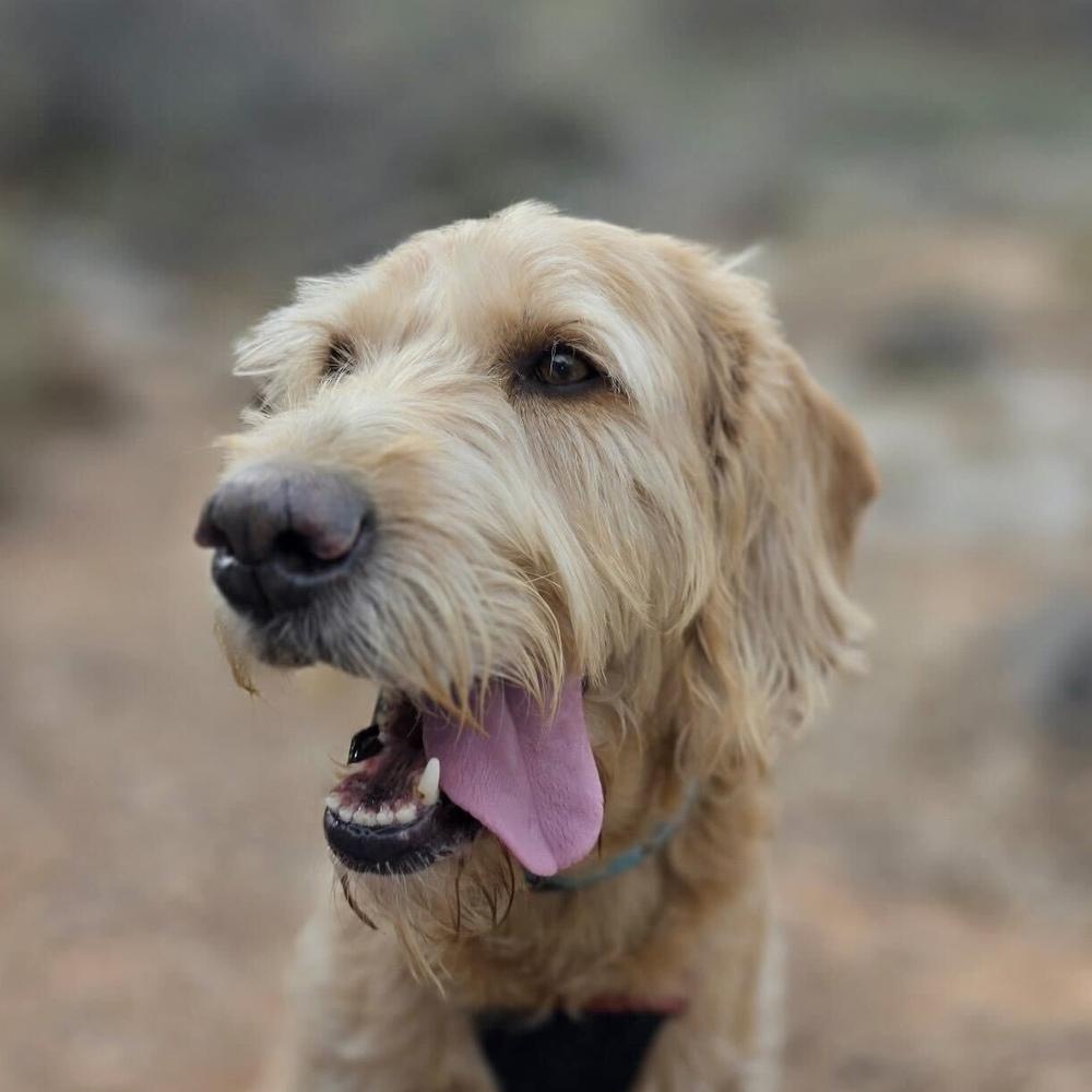 Max, a Adoptable mixed breed in Hurricane, UT image 2/6