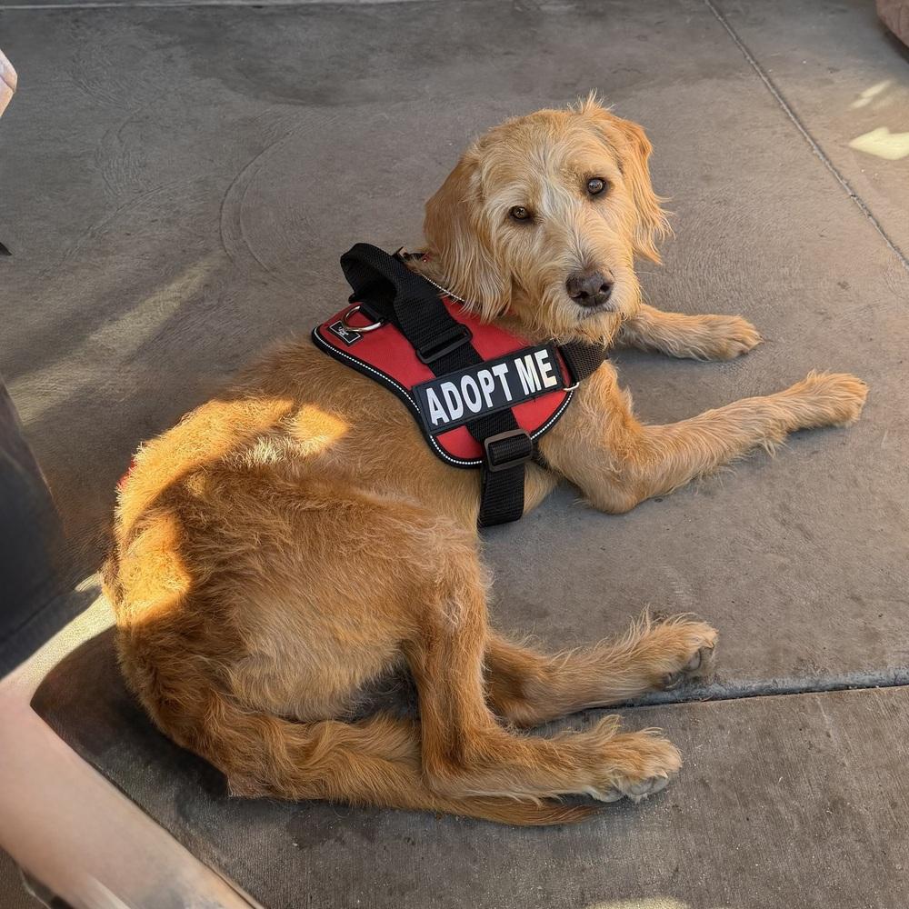 Max, a Adoptable mixed breed in Hurricane, UT image 4/6