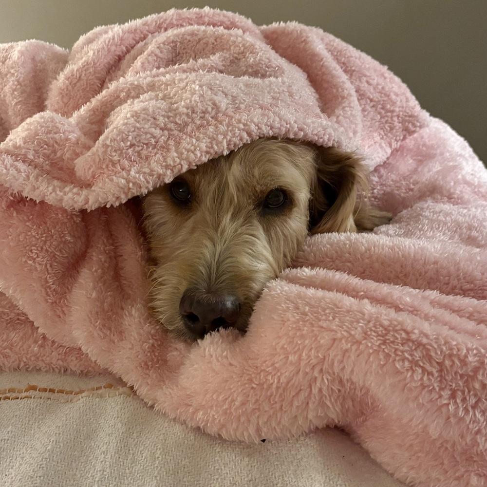 Max, a Adoptable mixed breed in Hurricane, UT image 5/6