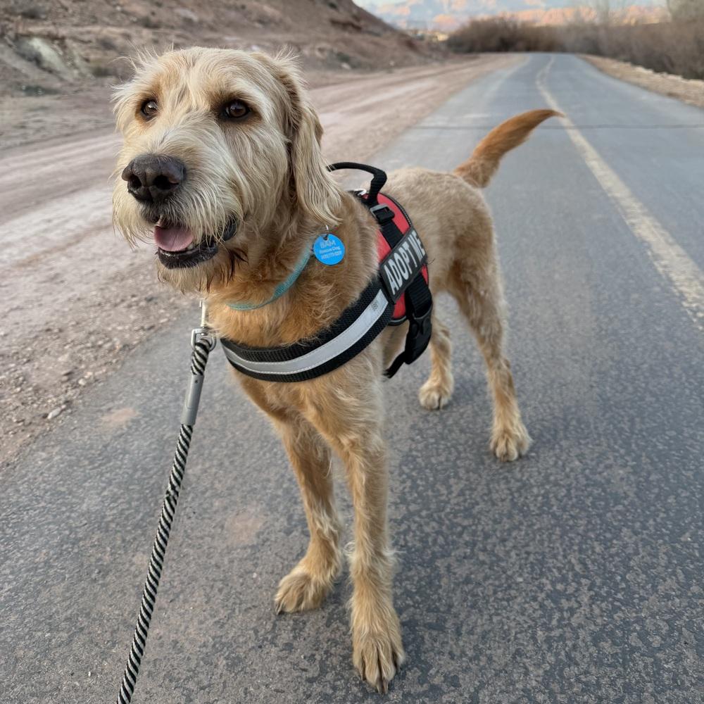 Max, a Adoptable mixed breed in Hurricane, UT image 6/6