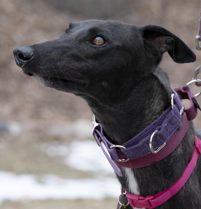 Nelly, Adoptable, Adult Female Greyhound.