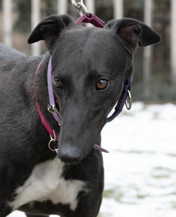 Enlarge Nelly, a Adoptable Greyhound in Minneapolis, MN image 2/3