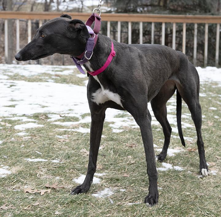 Enlarge Nelly, a Adoptable Greyhound in Minneapolis, MN image 3/3