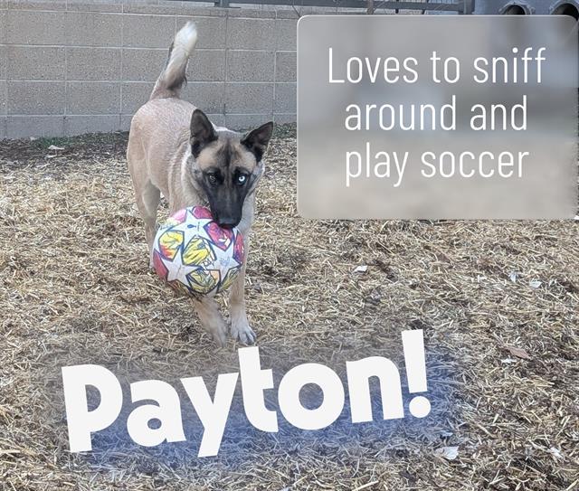 Enlarge PAYTON, a Adoptable mixed breed in Denver, CO image 1/1