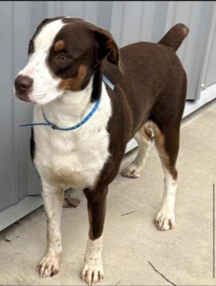 Enlarge Edward, a Adopted mixed breed in Knoxville, TN image 2/3