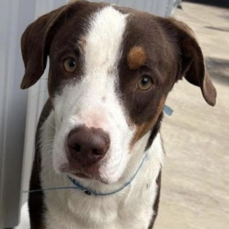 Enlarge Edward, a Adopted mixed breed in Knoxville, TN image 1/3