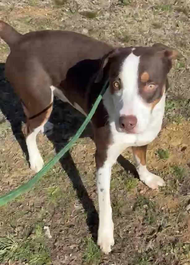 Enlarge Edward, a Adopted mixed breed in Knoxville, TN image 3/3