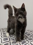 Enlarge Doodles, a ADOPTABLE Domestic Long Hair in Potsdam, NY image 2/2
