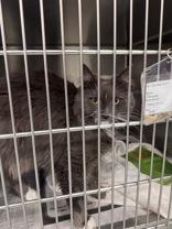 Enlarge Doodles, a ADOPTABLE Domestic Long Hair in Potsdam, NY image 1/2