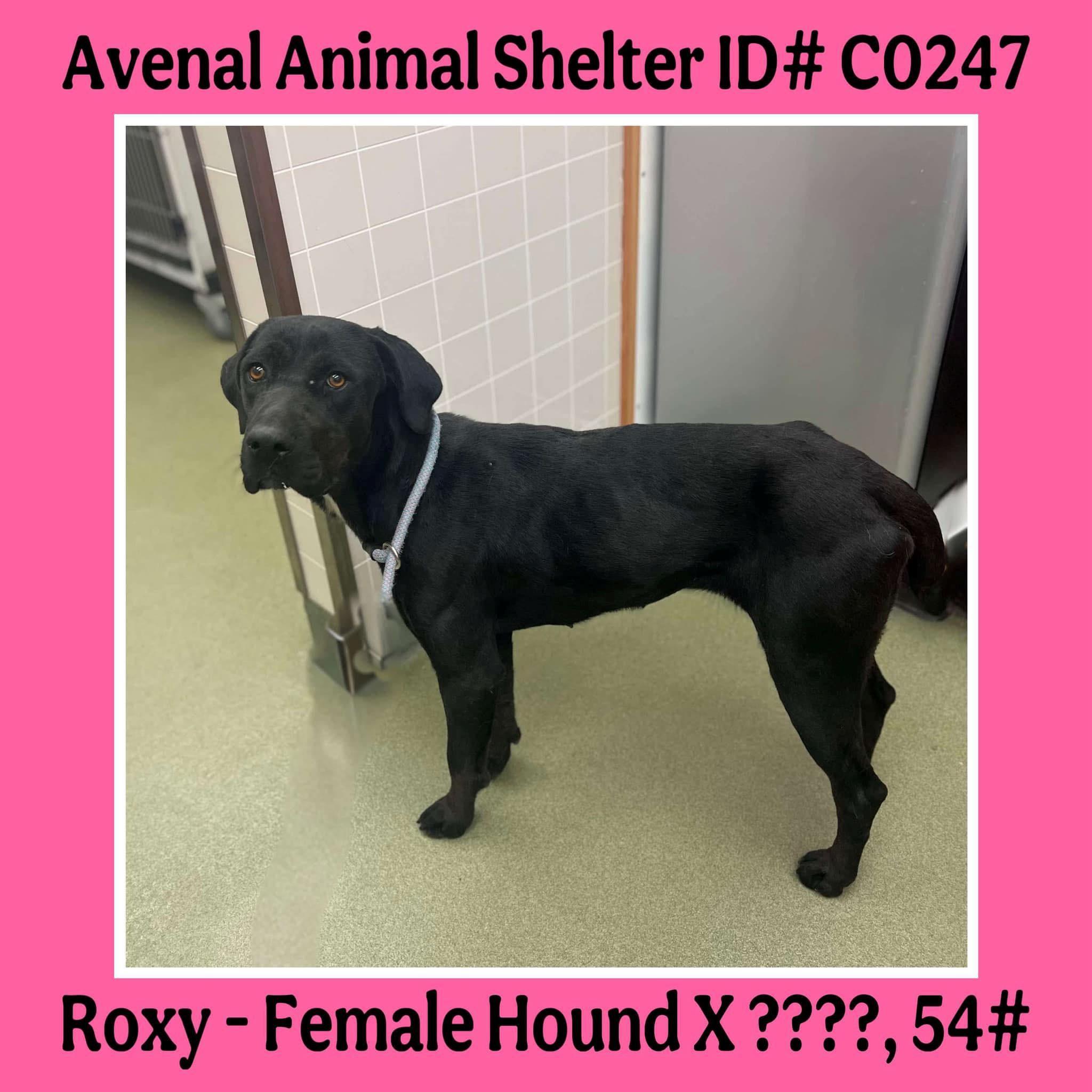 Roxy, Adult Female unknown