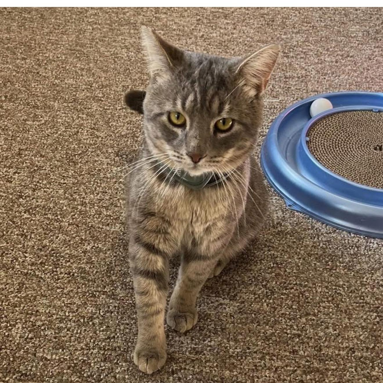 Enlarge Nazir, a ADOPTABLE mixed breed in Santa Rosa, CA image 1/1