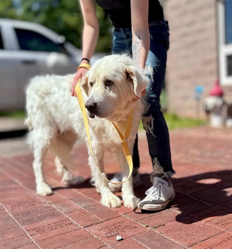 Enlarge Tulip, a Adoptable Great Pyrenees in Wooster, OH image 1/2