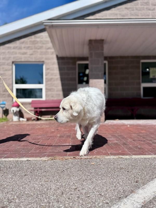 Enlarge Tulip, a Adoptable Great Pyrenees in Wooster, OH image 2/2