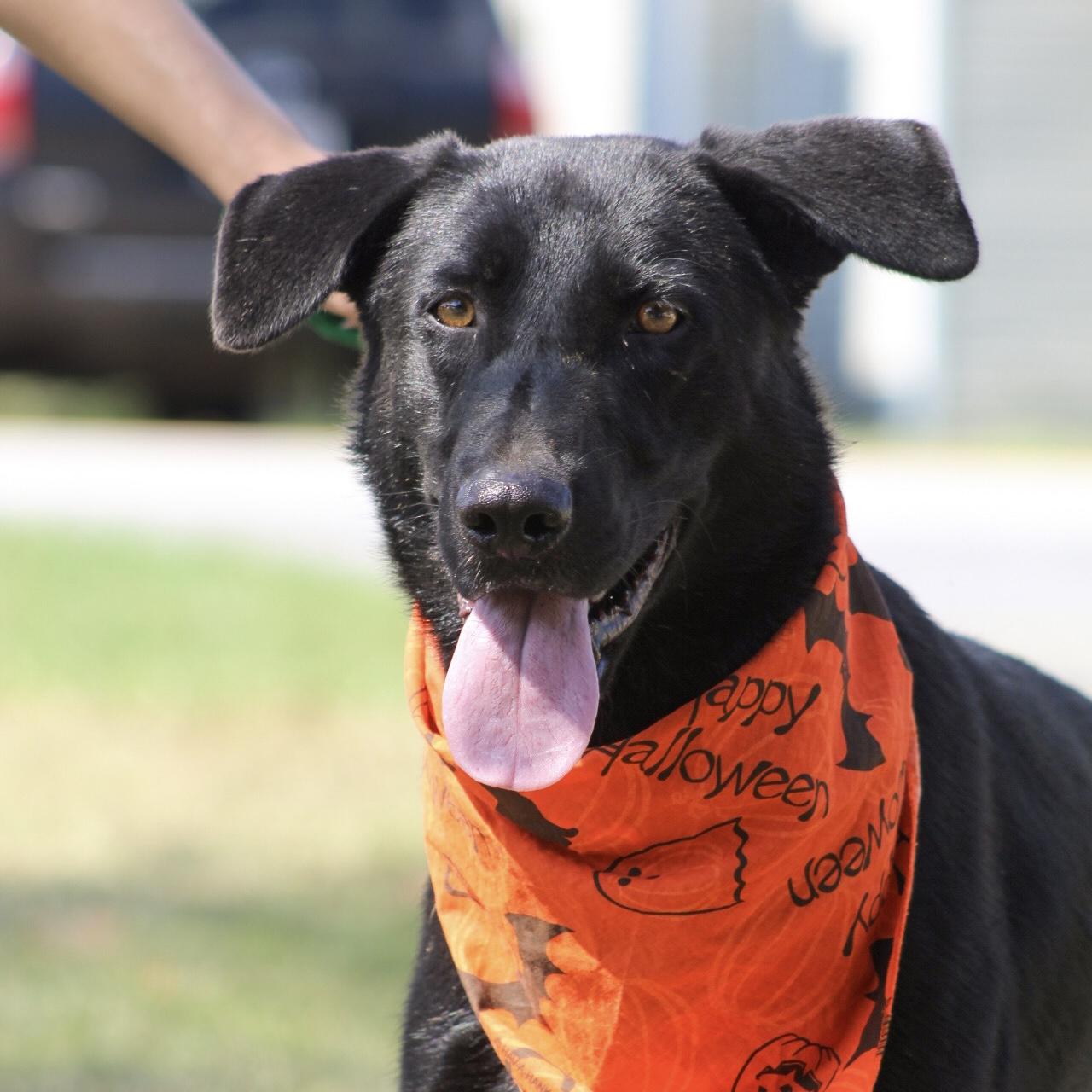 Houdini, Adoptable, Young Male Shepherd.