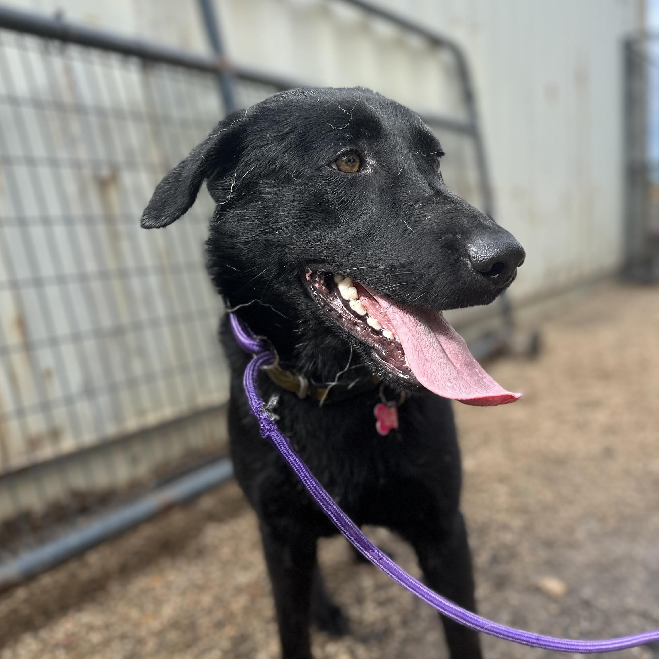 Enlarge Houdini, a Adoptable mixed breed in Columbia, SC image 6/6