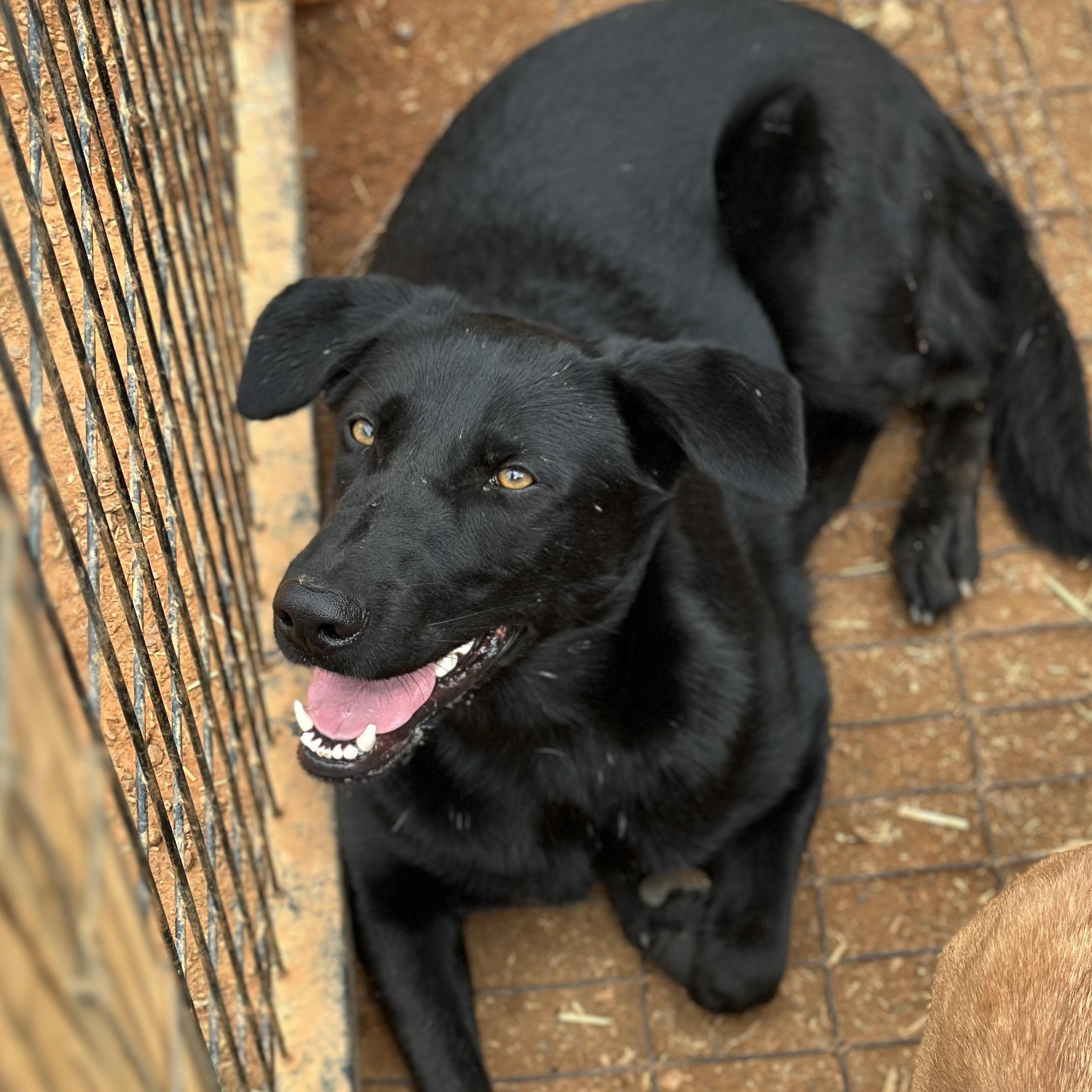 Enlarge Houdini, a Adoptable mixed breed in Columbia, SC image 4/6
