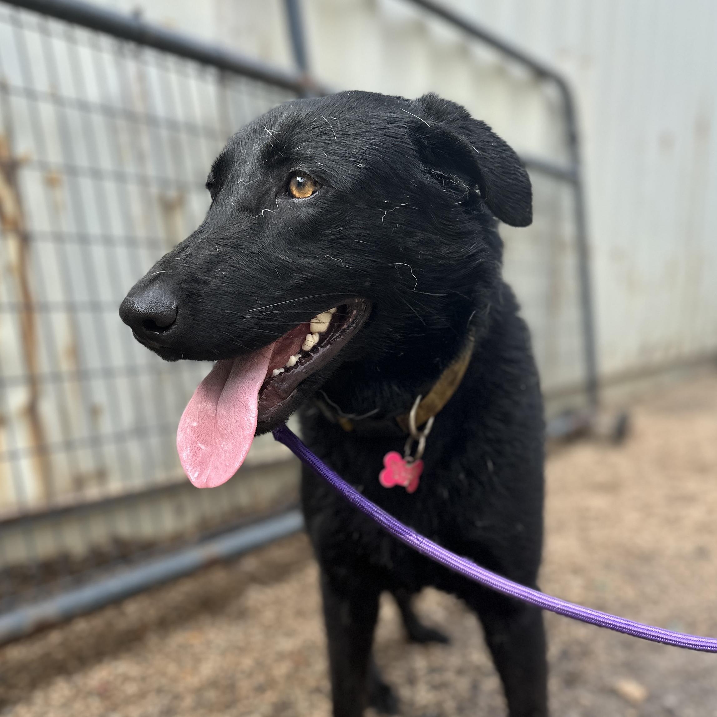 Enlarge Houdini, a Adoptable mixed breed in Columbia, SC image 2/6