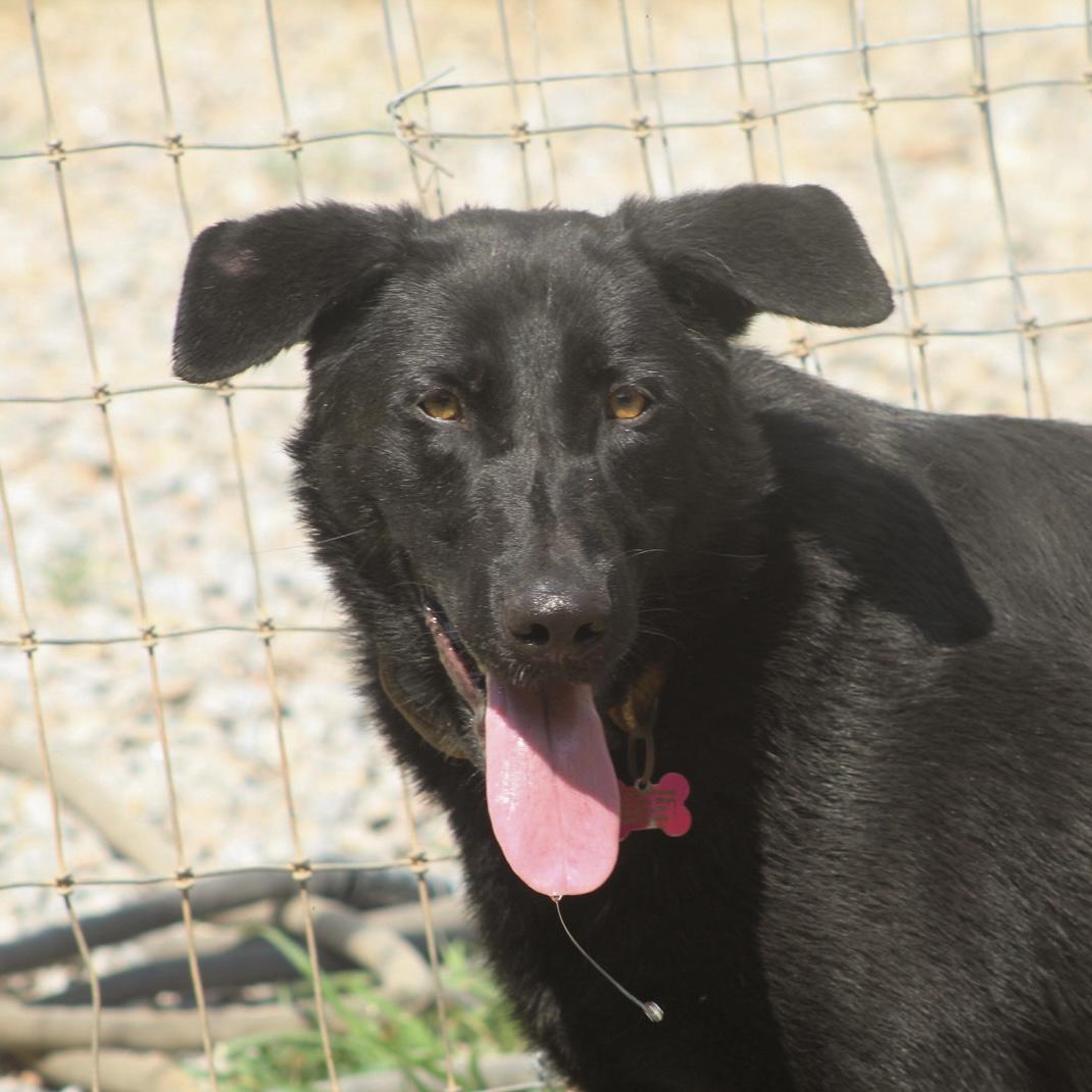 Enlarge Houdini, a Adoptable mixed breed in Columbia, SC image 5/6