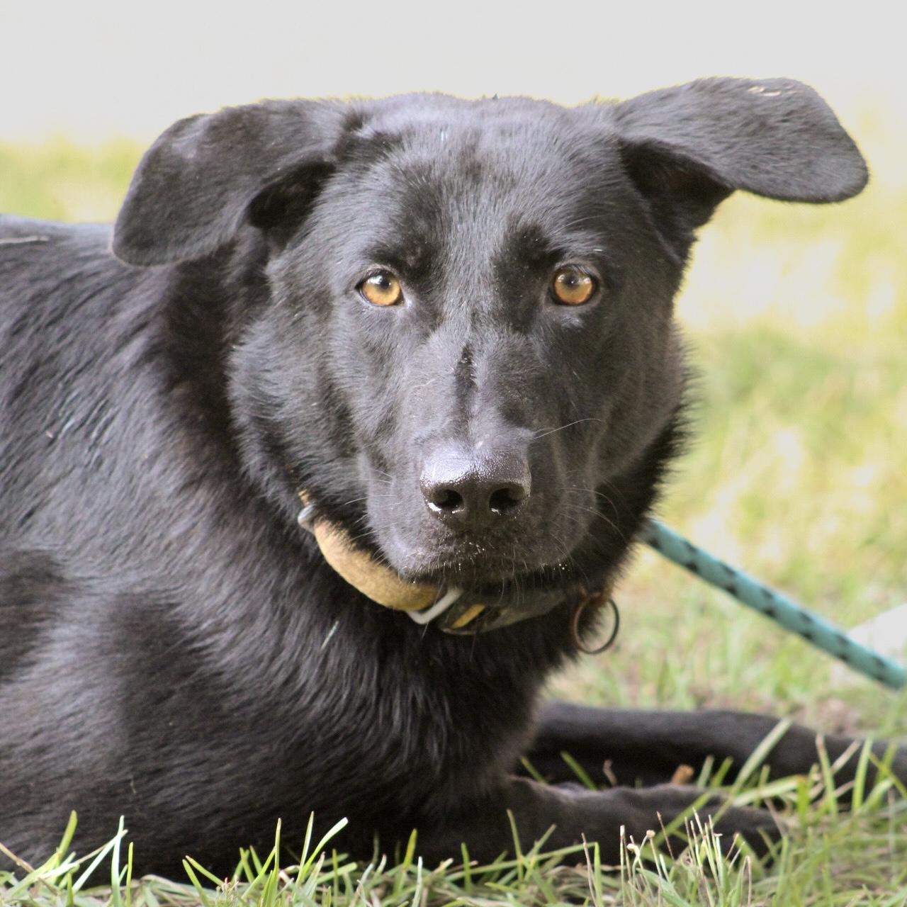 Enlarge Houdini, a Adoptable mixed breed in Columbia, SC image 3/6