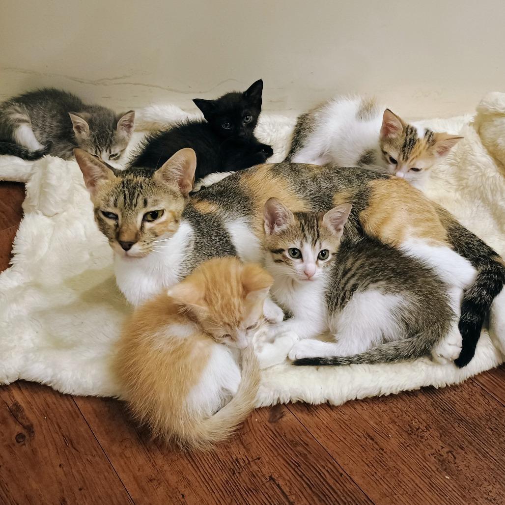 Enlarge Jiffie, a Adoptable Domestic Short Hair in Flower Mound, TX image 3/5