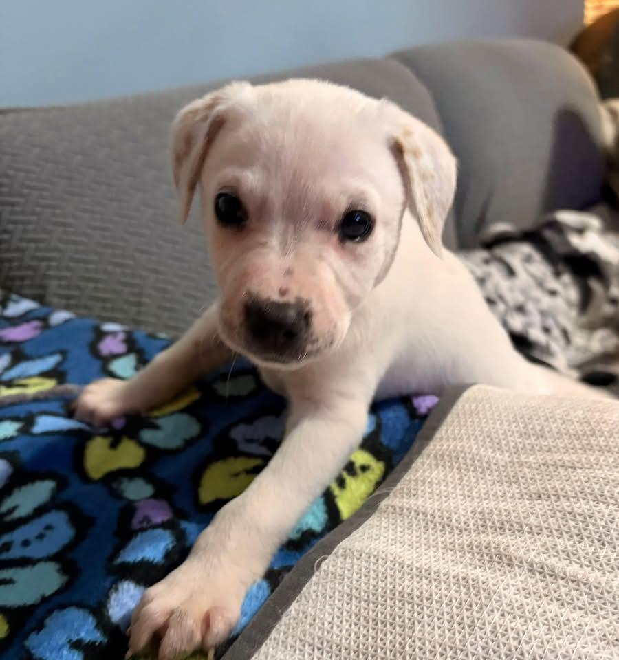 Enlarge Bluey, a Adoptable mixed breed in Berlin, NJ image 1/2