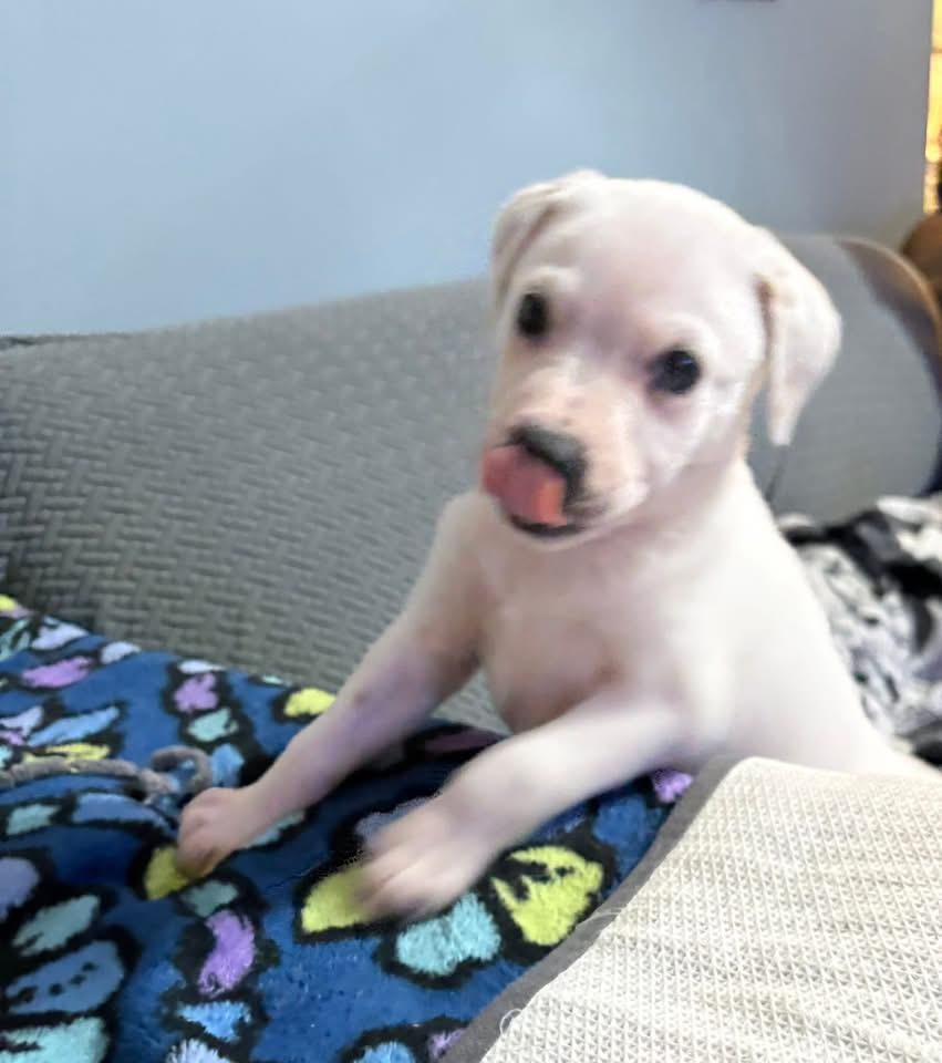 Enlarge Bluey, a Adoptable mixed breed in Berlin, NJ image 2/2