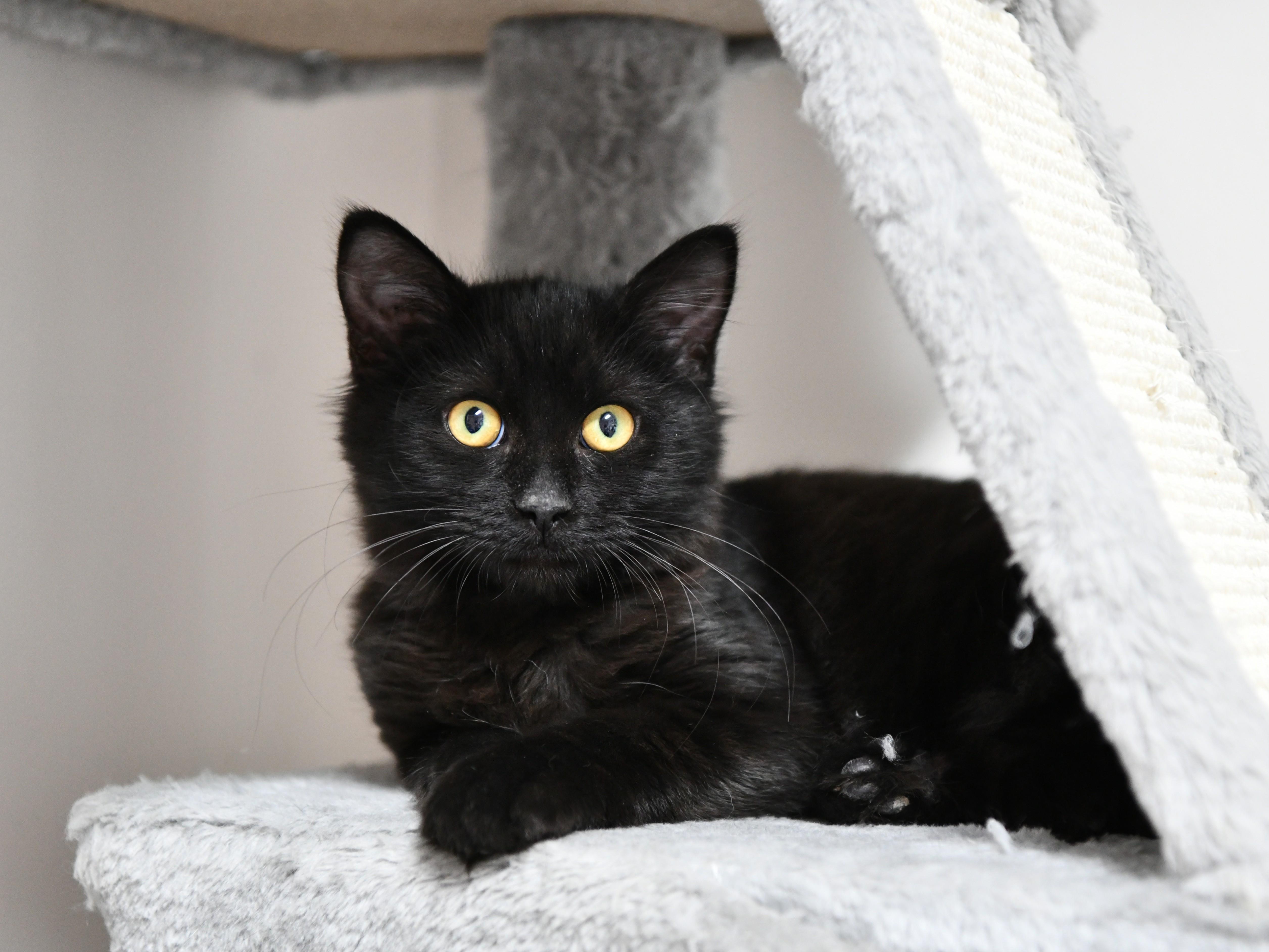 Marcie, ADOPTABLE, Young Female Manx & American Bobtail.